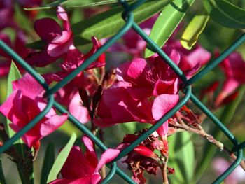 Close-up of pink flowers