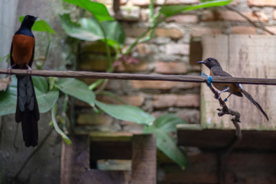 Bird perching on a branch
