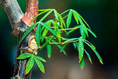 Close-up of insect on plant