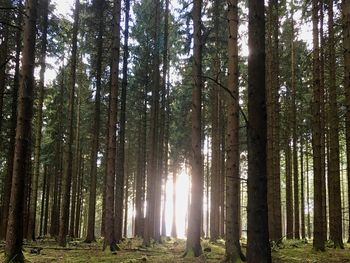 Sunlight streaming through trees in forest