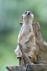 Close-up of meerkat outdoors