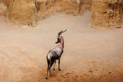 Deer standing on rock