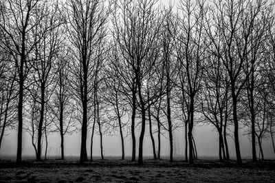 Trees on landscape against sky