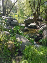 Plants growing by river