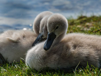 Close-up of swan swimming on lake