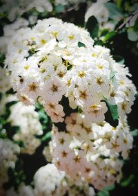 Close-up of white cherry blossom