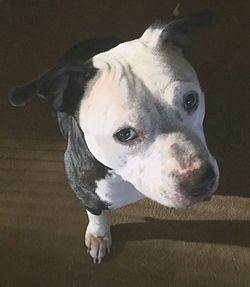 Close-up portrait of a dog