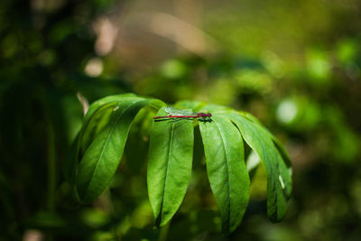 Close-up of grasshopper on leaf