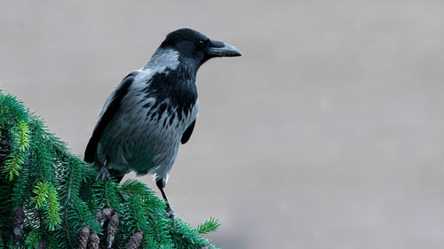 Close-up of bird perching on a plant