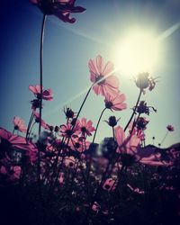 Low angle view of pink flowering plants against sky