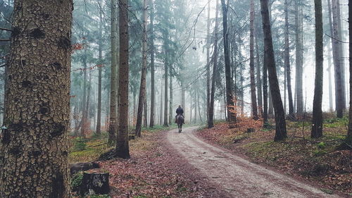 Man horseback riding on footpath amidst trees at forest