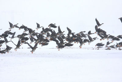 Flock of birds flying over snow covered field against clear sky