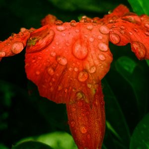Close-up of wet red flower