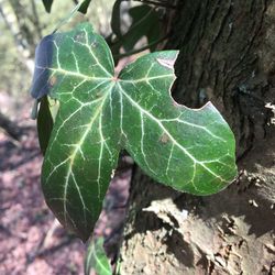 Close-up of leaf on tree trunk