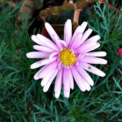 Close-up of osteospermum blooming on field