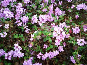 High angle view of pink flowering plants