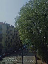 Trees against sky in city