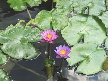 Close-up of lotus water lily in pond