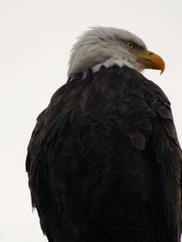 Close-up of bird