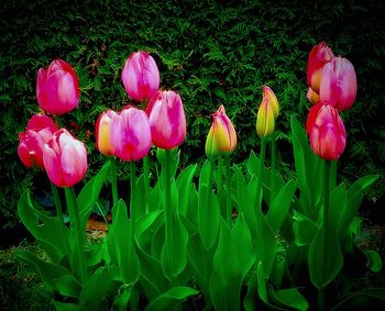 Close-up of pink flowers blooming on field