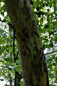 Low angle view of a tree