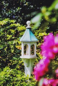 Close-up of flowering plant in park