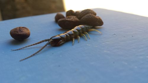 insect