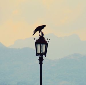 Low angle view of bird perching on street light