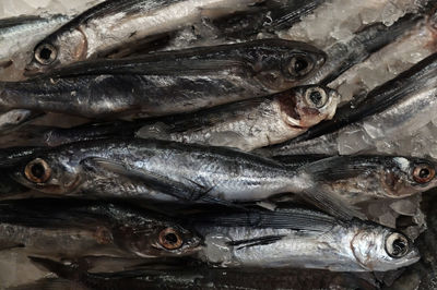 Close-up of fish for sale in market