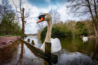 Swan swimming in lake