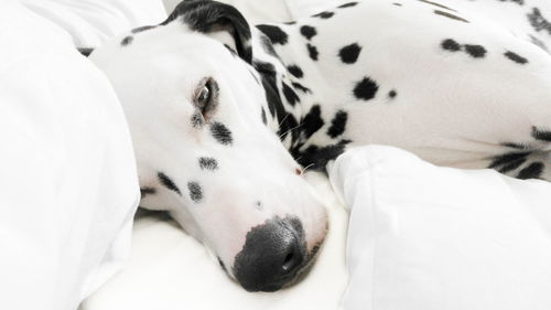 Close-up of dog sleeping on white sheet