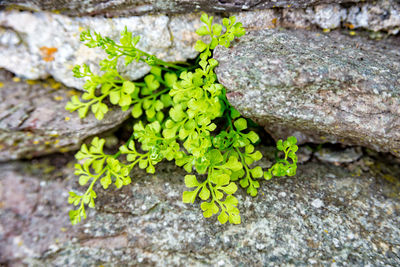 Close-up of moss growing on rock