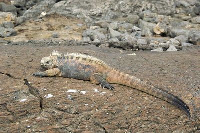 Side view of an iguana on shore