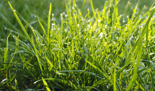 Close-up of grass growing in field