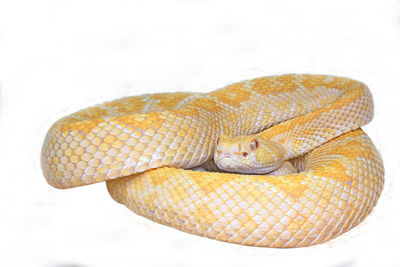 Close-up of snake against white background