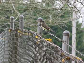 Bird perching on metal fence