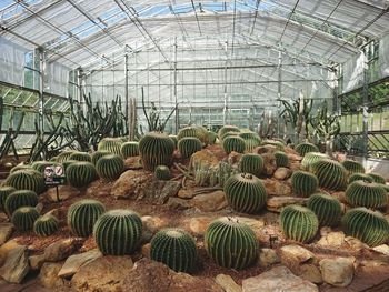 Cactus growing in greenhouse