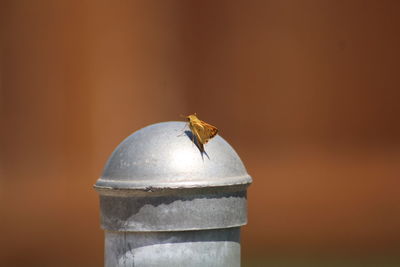 Close-up of insect on metal