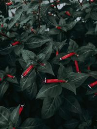 Full frame shot of red chili peppers on plant