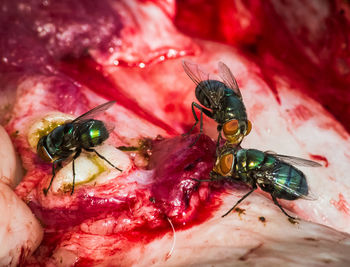 Close-up of fly on leaf
