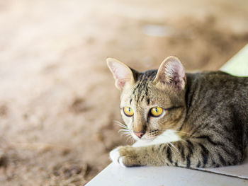 Portrait of a cat