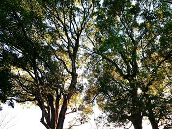 Low angle view of trees