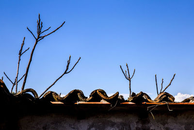 Low angle view of bare tree and building against blue sky