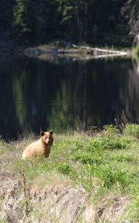 View of a duck in lake