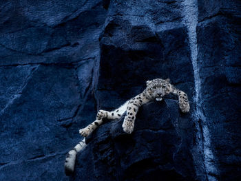 Snow leopard resting