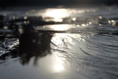 Reflection of trees in water