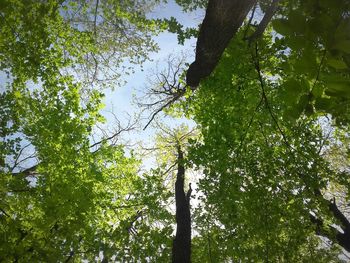 Low angle view of trees against sky