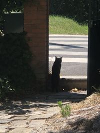 View of a dog sitting on the wall