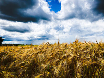 View of wheat field against sky