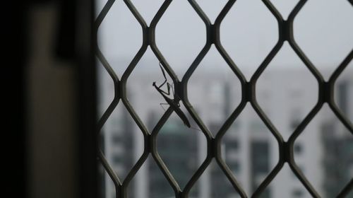 Praying mantis after rain